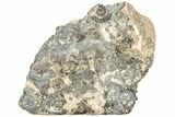 Ammonite (Promicroceras) Cluster - Marston Magna, England #216631-1